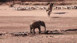 Mama elephant charges herd of goats to protect youngsters