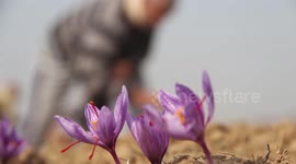 How Kashmiri farmers pick the world's most expensive spice