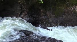 Beautiful footage shows salmon leap up Scottish river to spawn