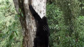The Descent of Gorilla. Heavyweight family of Grauer's Gorillas slides down from forest canopy feast