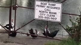 Mama duck fighting in the hood