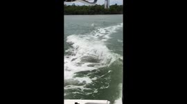 Dolphins