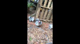 Chickens chase and fight over chicken bones.
