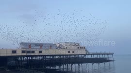 Thousands of starlings burst out from under the Royal Pier in an amazing spectacular display, West Wales, UK