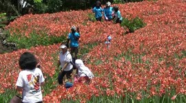 Sea of red: thousands of amaryllis bulbs in bloom in Indonesia
