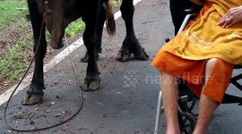 Lucky cow born with five feet saved from slaughterhouse and gifted to Buddhist monks in Thailand