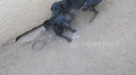 Injured mother dog and seven puppies rescued from under abandoned house in Arizona