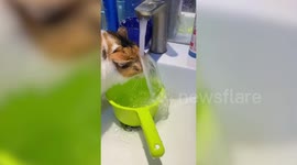 Hilarious moment cat tries to dirnk from tap but head keeps blocking flow of water