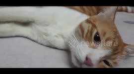 Big Mailo Cat Massage Time On Bed
