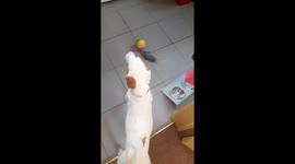 Butch the Jack Russell Puppy gets new interactive toy
