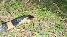 Deadly snake filmed eating another snake on village road in India