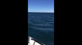 Whales putting on a show