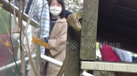Café employee in Tokyo catches snake sneaking about near customers