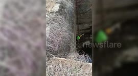 In Southern India dog was rescued from well by firefighters