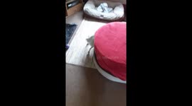 Butch the Jack Russell  still hates been wet