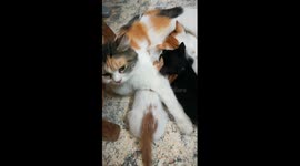 Angeila Egyptian Kitten Live Breastfeeding Her Cats