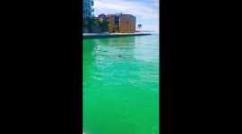 Marco Island dolphins