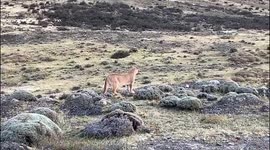 Wild Puma walking patrolling its territory in Patagonia
