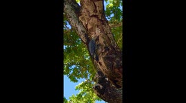 Woody Woodpecker