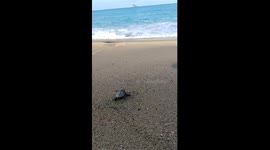 Baby turtle find its way to the Ocean