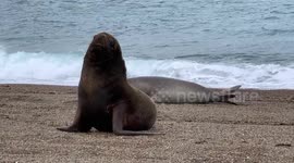Curious Sea Lion checks me out