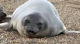 Curious baby elephant seal investigates filmer in Argentina