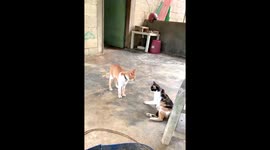 Funny video of a male cat unpleasant with the presence of Calico cat