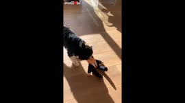 Dog Playing With Donald Trump In Effigy, Funny