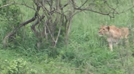 Lioness stalks a warthog, catches and kills it