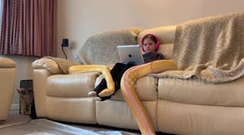 This little girl is best friends with two 15-foot pythons