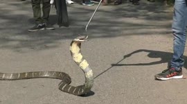 13-foot-long king cobra captured outside primary school in east India