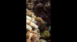Diver makes friends with an octopus (edited for Instagram)