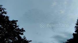 Flock Flies In Formation Near The Town