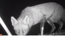 Animals From All Over The World Get Up Close & Personal With A Remote Trail Camera