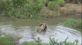 Elephant bull crosses river to find females and then they cross back over the other way!