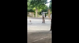 Traffic cop helps stray dog cross the road in south India