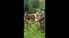 16-foot-long black king cobra captured on road side in south India