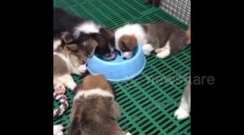 US: Adorable Pups Fall Asleep In Food Bowl