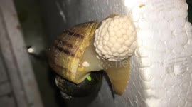 Ever wondered what snail eggs look like?