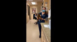Dogs Hilarious Reaction After Dental Cleaning