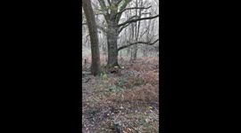 Rare albino squirrel runs past family on popular forest trail