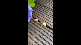 Snails mating,