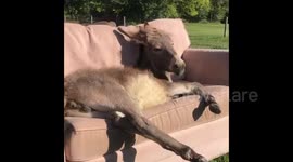 Ivy the baby donkey loves cuddling with her human on the couch