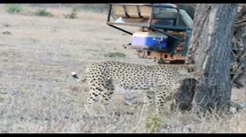 Male cheetah marking his territory in Kruger park