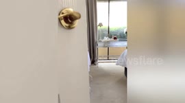 Adorable video shows a pup being tucked into a baby cot