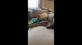 Dog and cat become friends after 5 years of hating one another