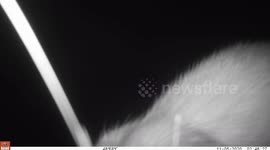 European mink gets up close and personal with trail camera