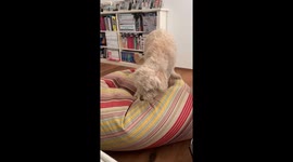 Cute Dog Snuggling Into Beanbag