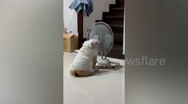 Bulldog Cools Off In Front Of Electric Fan