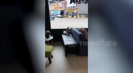 Bird Rides On Dog While Owner Orders Coffee